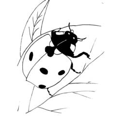 Coloring page: Bettle (Animals) #3432 - Free Printable Coloring Pages