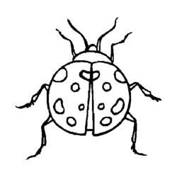 Coloring page: Bettle (Animals) #3465 - Free Printable Coloring Pages
