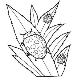 Coloring page: Bettle (Animals) #3477 - Free Printable Coloring Pages