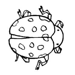 Coloring page: Bettle (Animals) #3487 - Free Printable Coloring Pages