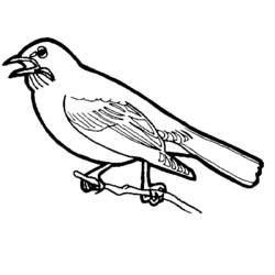 Coloring page: Birds (Animals) #11853 - Free Printable Coloring Pages