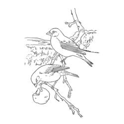 Coloring page: Birds (Animals) #11872 - Free Printable Coloring Pages