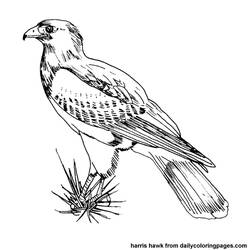 Coloring page: Birds (Animals) #11873 - Free Printable Coloring Pages