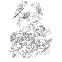Coloring page: Birds (Animals) #11899 - Free Printable Coloring Pages