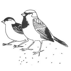 Coloring page: Birds (Animals) #11903 - Free Printable Coloring Pages