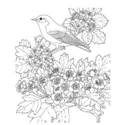 Coloring page: Birds (Animals) #11916 - Free Printable Coloring Pages