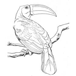 Coloring page: Birds (Animals) #11919 - Printable coloring pages