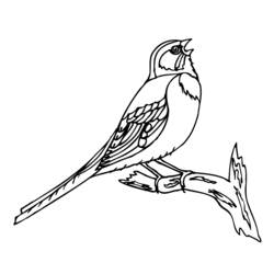 Coloring page: Birds (Animals) #11922 - Free Printable Coloring Pages