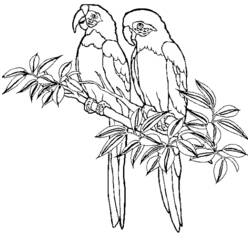 Coloring page: Birds (Animals) #11927 - Free Printable Coloring Pages