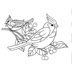 Coloring page: Birds (Animals) #11928 - Free Printable Coloring Pages