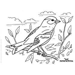 Coloring page: Birds (Animals) #11936 - Printable coloring pages