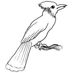 Coloring page: Birds (Animals) #11947 - Free Printable Coloring Pages