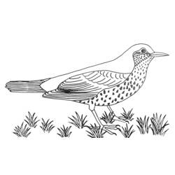 Coloring page: Birds (Animals) #11973 - Printable coloring pages