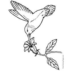 Coloring page: Birds (Animals) #11994 - Free Printable Coloring Pages