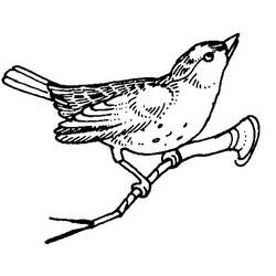 Coloring page: Birds (Animals) #11996 - Free Printable Coloring Pages