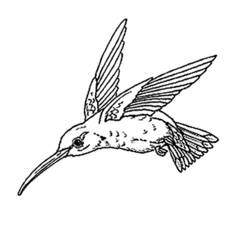 Coloring page: Birds (Animals) #12001 - Free Printable Coloring Pages