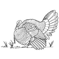 Coloring page: Birds (Animals) #12016 - Free Printable Coloring Pages