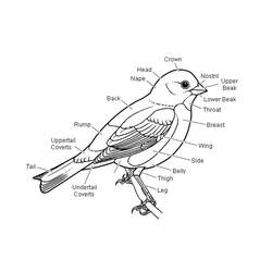 Coloring page: Birds (Animals) #12055 - Free Printable Coloring Pages