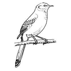 Coloring page: Birds (Animals) #12060 - Free Printable Coloring Pages