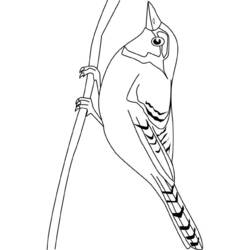 Coloring page: Birds (Animals) #12063 - Free Printable Coloring Pages