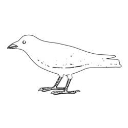 Coloring page: Birds (Animals) #12072 - Free Printable Coloring Pages