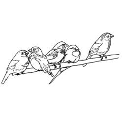 Coloring page: Birds (Animals) #12076 - Free Printable Coloring Pages