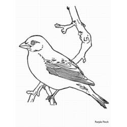 Coloring page: Birds (Animals) #12090 - Free Printable Coloring Pages