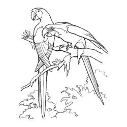 Coloring page: Birds (Animals) #12104 - Free Printable Coloring Pages