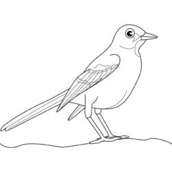 Coloring page: Birds (Animals) #12131 - Free Printable Coloring Pages