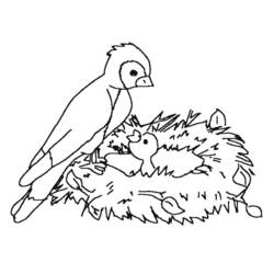 Coloring page: Birds (Animals) #12145 - Free Printable Coloring Pages