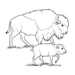 Coloring page: Bison (Animals) #1205 - Printable coloring pages
