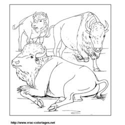 Coloring page: Bison (Animals) #1212 - Printable coloring pages