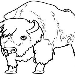 Coloring page: Bison (Animals) #1252 - Printable coloring pages