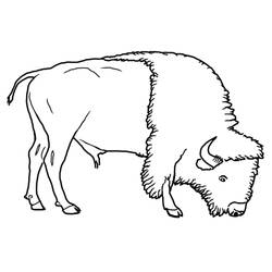 Coloring page: Bison (Animals) #1282 - Printable coloring pages