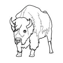 Bison (Buffalo) (Animals) coloring page #1192 to print and color