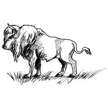 Bison (Buffalo) (Animals) coloring page #1206 to print and color