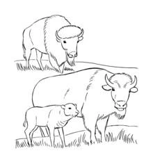 Bison (Buffalo) (Animals) coloring page #1234 to print and color