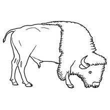 Bison (Buffalo) (Animals) coloring page #1282 to print and color