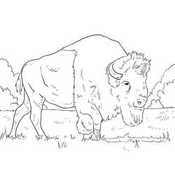 Bison (Buffalo) (Animals) coloring page #205533 to print and color