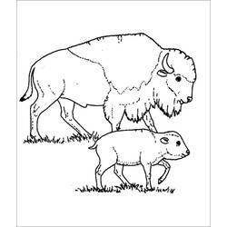 Bison (Buffalo) (Animals) coloring page #205546 to print and color