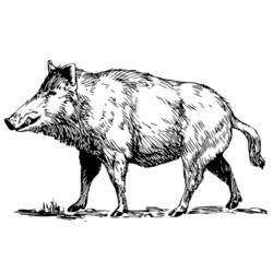 Coloring page: Boar (Animals) #14639 - Printable coloring pages