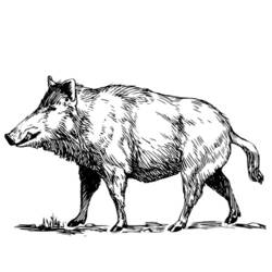 Coloring page: Boar (Animals) #14641 - Printable coloring pages