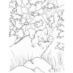 Coloring page: Boar (Animals) #14661 - Printable coloring pages