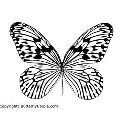 Coloring page: Butterfly (Animals) #15665 - Free Printable Coloring Pages