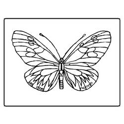 Coloring page: Butterfly (Animals) #15669 - Free Printable Coloring Pages