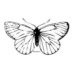 Coloring page: Butterfly (Animals) #15675 - Printable coloring pages