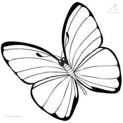 Coloring page: Butterfly (Animals) #15680 - Free Printable Coloring Pages