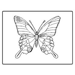Coloring page: Butterfly (Animals) #15694 - Free Printable Coloring Pages