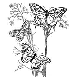 Coloring page: Butterfly (Animals) #15716 - Free Printable Coloring Pages