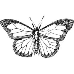 Coloring page: Butterfly (Animals) #15761 - Free Printable Coloring Pages